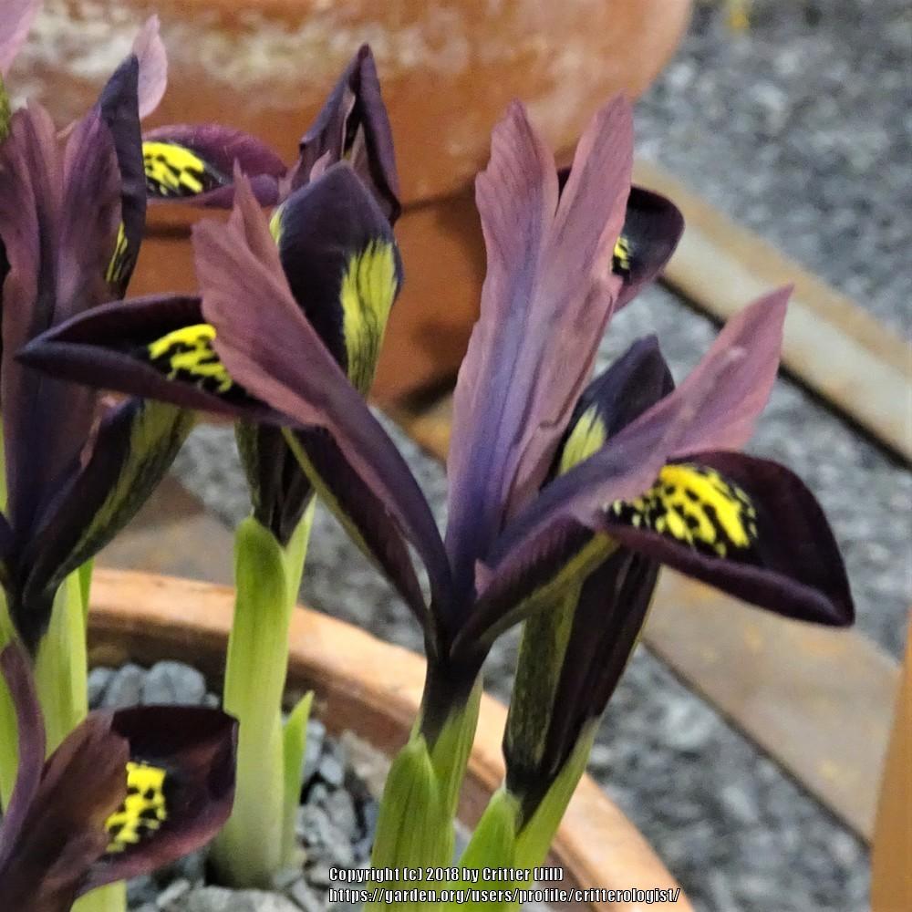 Photo of Reticulated Iris (Iris reticulata 'Ruby.') uploaded by critterologist