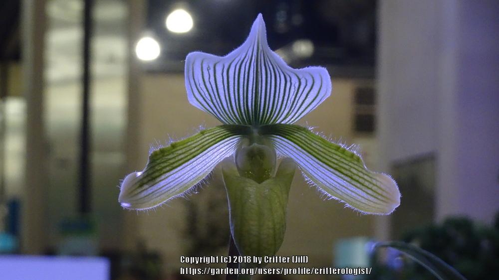 Photo of Orchid (Paphiopedilum Hsinying Majakun) uploaded by critterologist