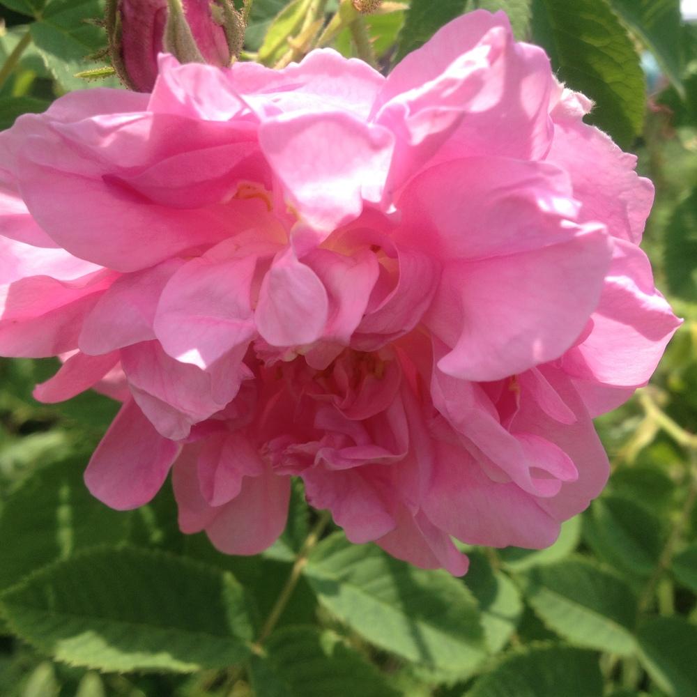 Photo of Rose (Rosa 'Kazanlik') uploaded by csandt