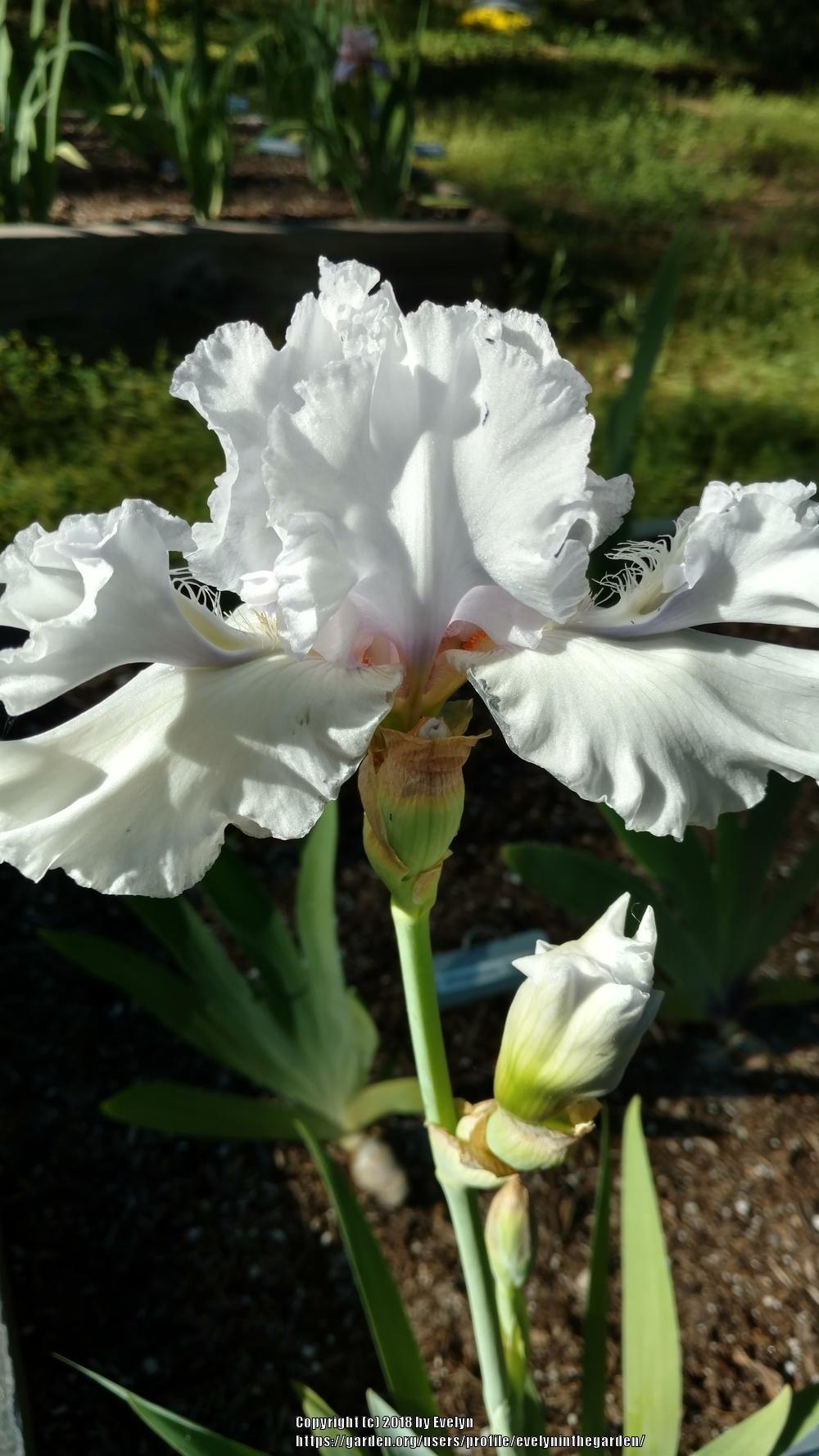 Photo of Tall Bearded Iris (Iris 'White Extra') uploaded by evelyninthegarden
