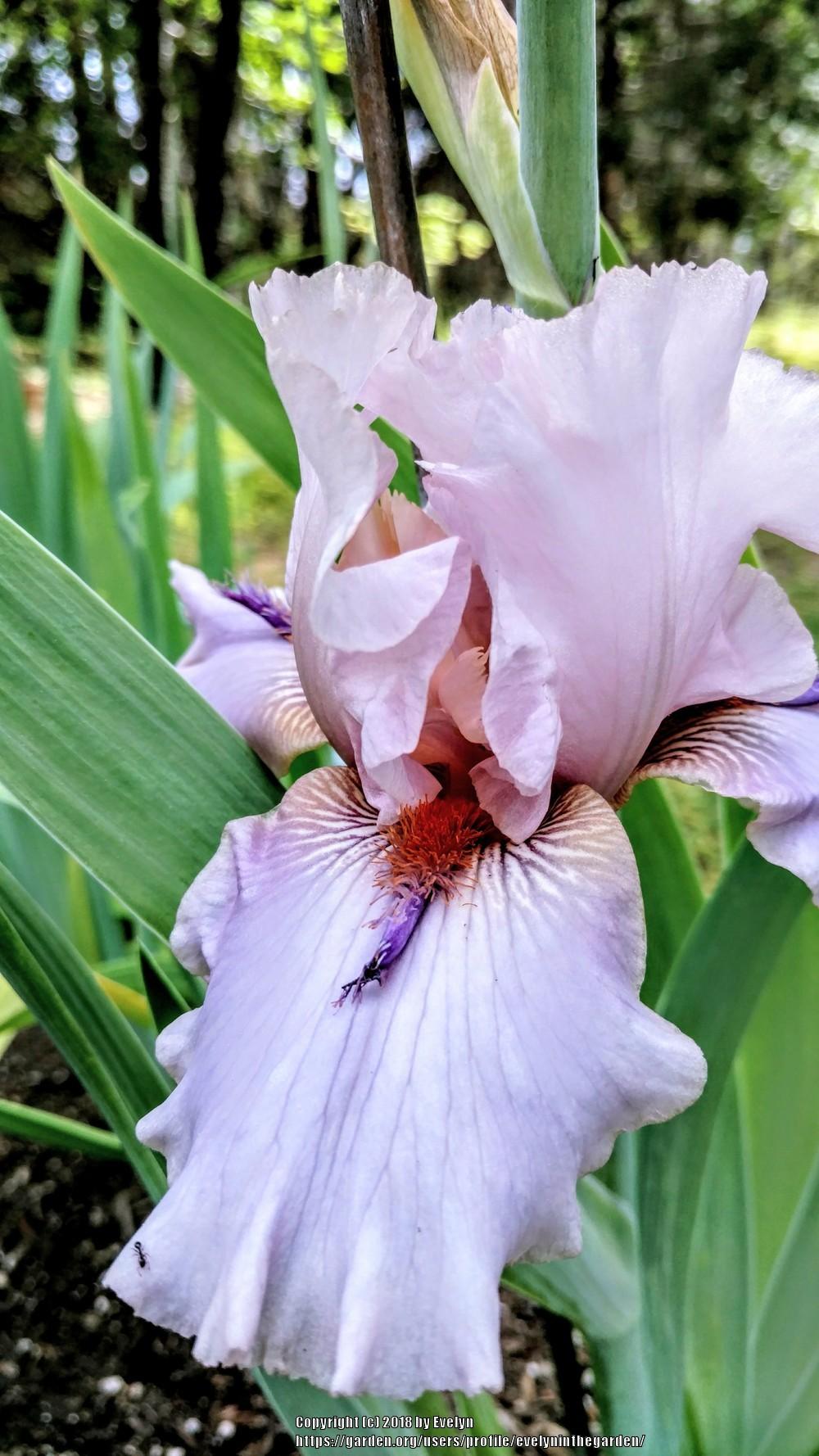 Photo of Tall Bearded Iris (Iris 'Awesome Alex') uploaded by evelyninthegarden