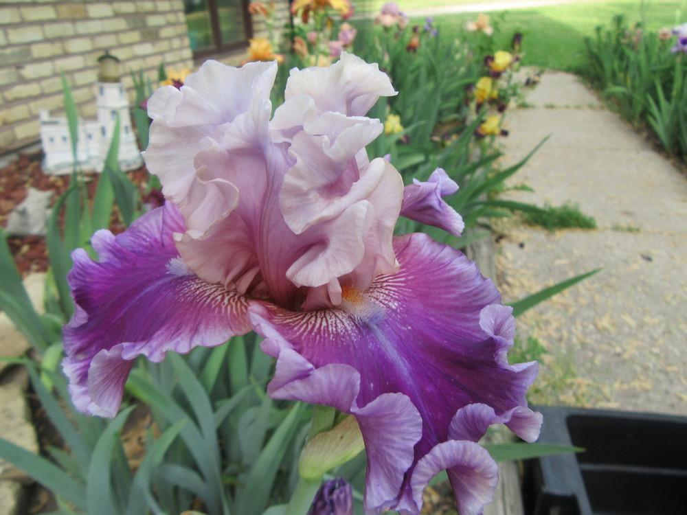 Photo of Tall Bearded Iris (Iris 'Avenue of Dreams') uploaded by tveguy3