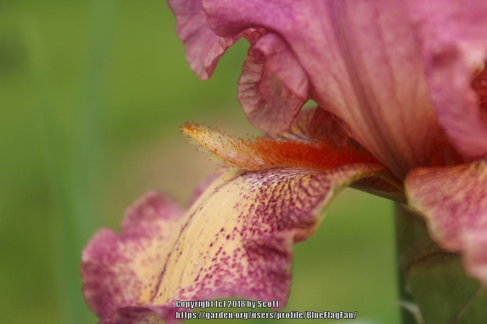 Photo of Tall Bearded Iris (Iris 'Rock Star') uploaded by BlueFlagFan