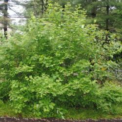 Location: Jenkins Arboretum in Berwyn, Pennsylvania
Date: 2018-05-27
full-grown shrub in late May