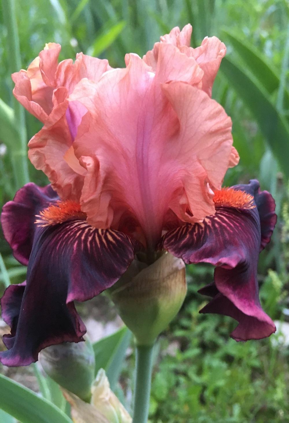 Photo of Tall Bearded Iris (Iris 'Some Like It Hot') uploaded by Lbsmitty
