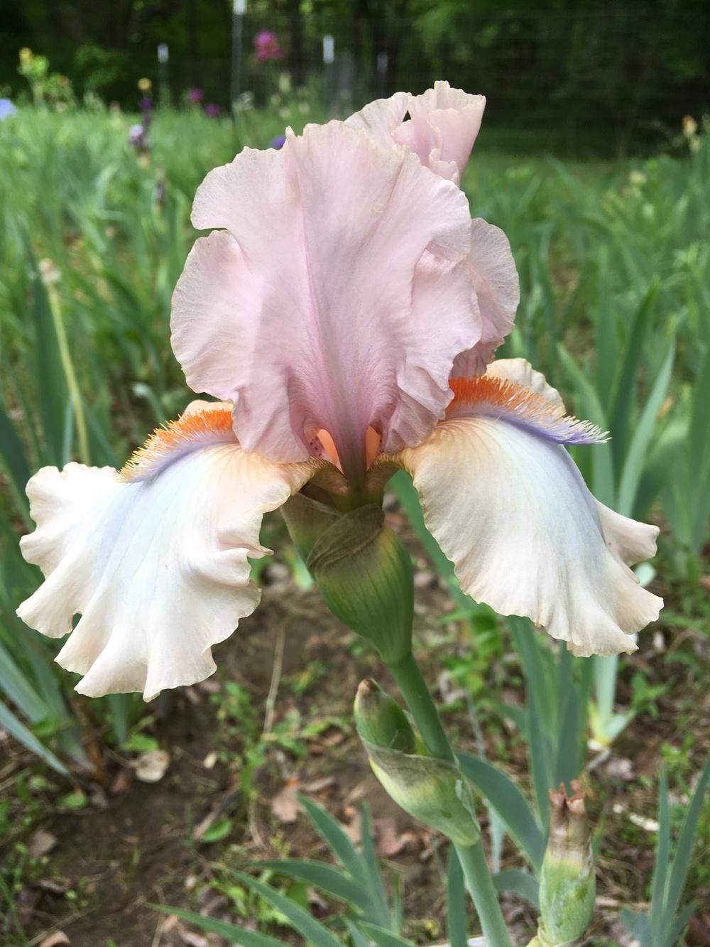 Photo of Tall Bearded Iris (Iris 'Mauvelous') uploaded by Lbsmitty