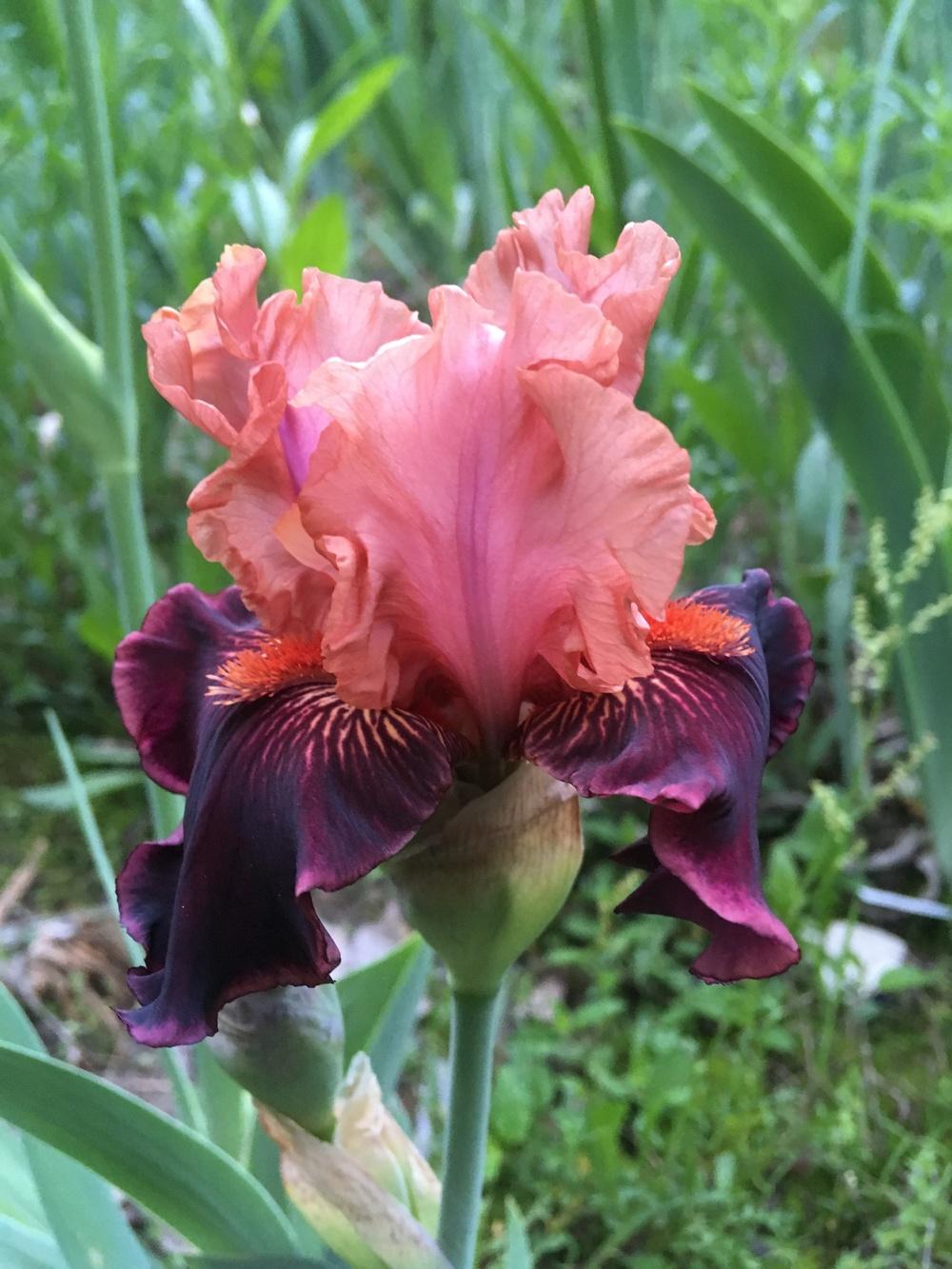 Photo of Tall Bearded Iris (Iris 'Some Like It Hot') uploaded by Lbsmitty