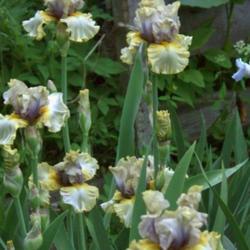 Location: My garden, Watkins Glen, NY
Date: May 2018
I love this iris. It has been a good increaser for me