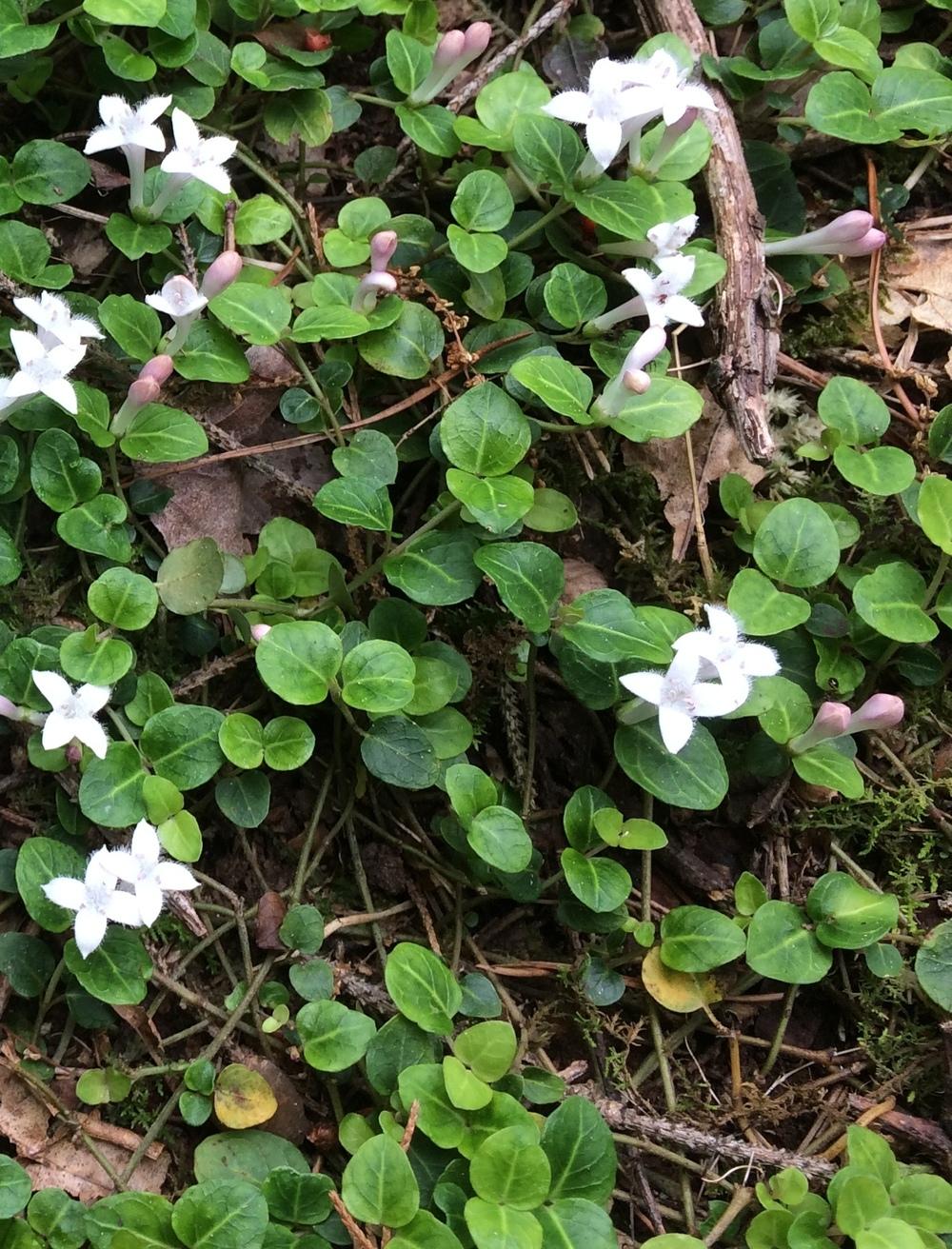 Photo of Partridgeberry (Mitchella repens) uploaded by Muddy1