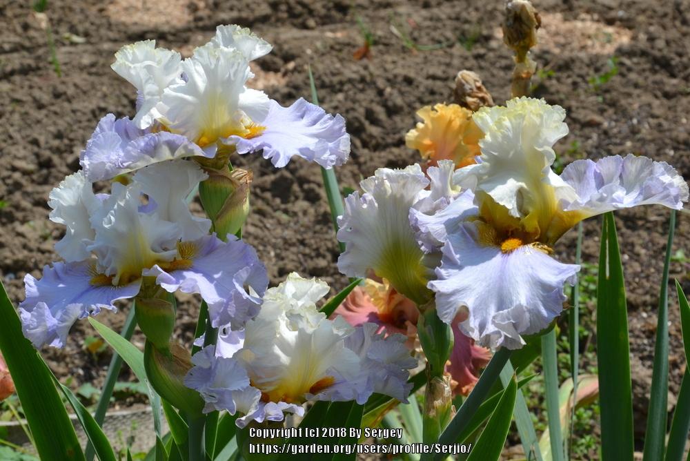 Photo of Tall Bearded Iris (Iris 'Bubbles All Round') uploaded by Serjio