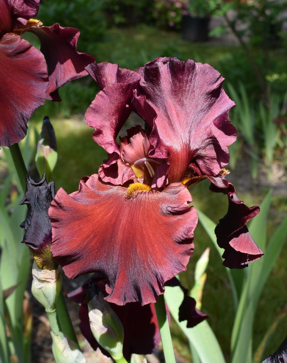 Photo of Tall Bearded Iris (Iris 'Dynamite') uploaded by SherriRaye
