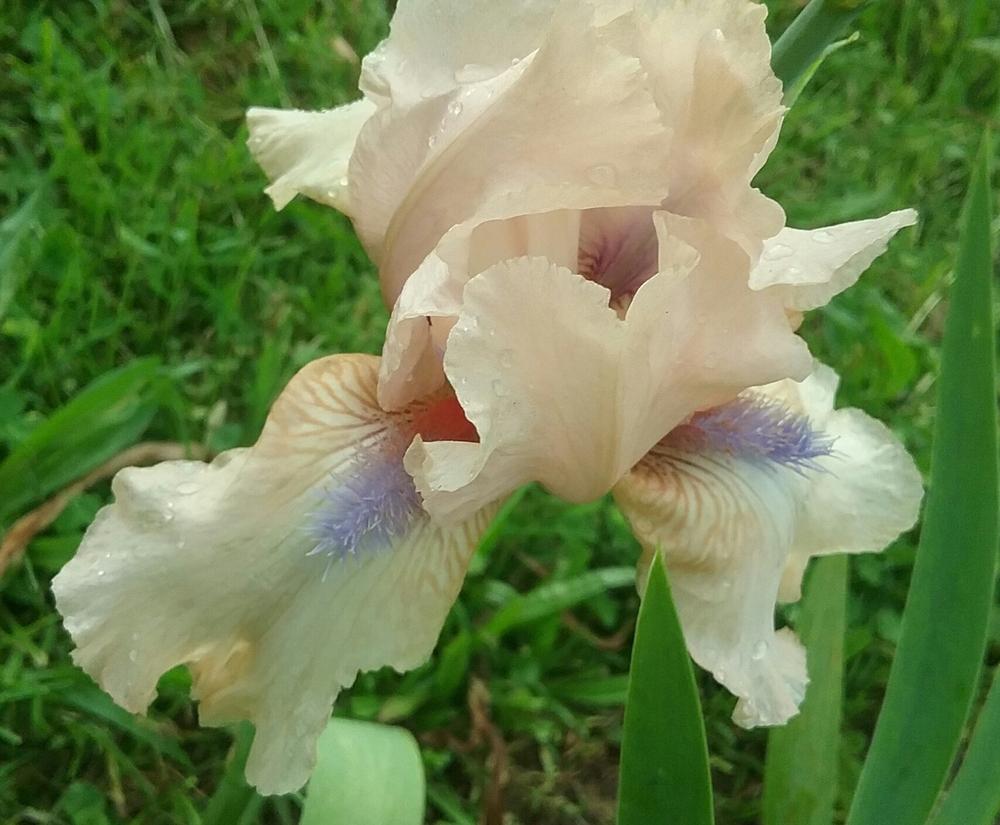 Photo of Intermediate Bearded Iris (Iris 'Concertina') uploaded by Tiff2884