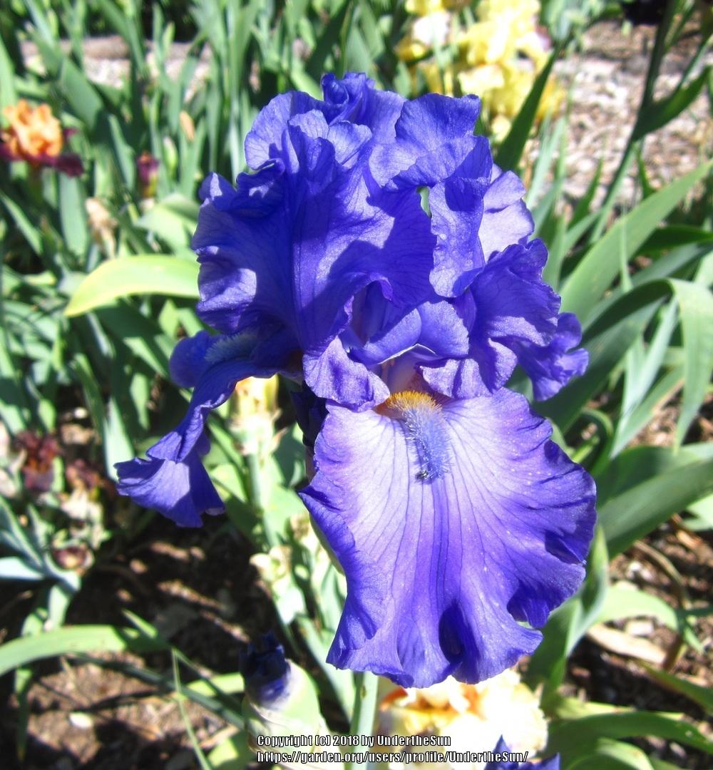 Photo of Tall Bearded Iris (Iris 'Breakers') uploaded by UndertheSun