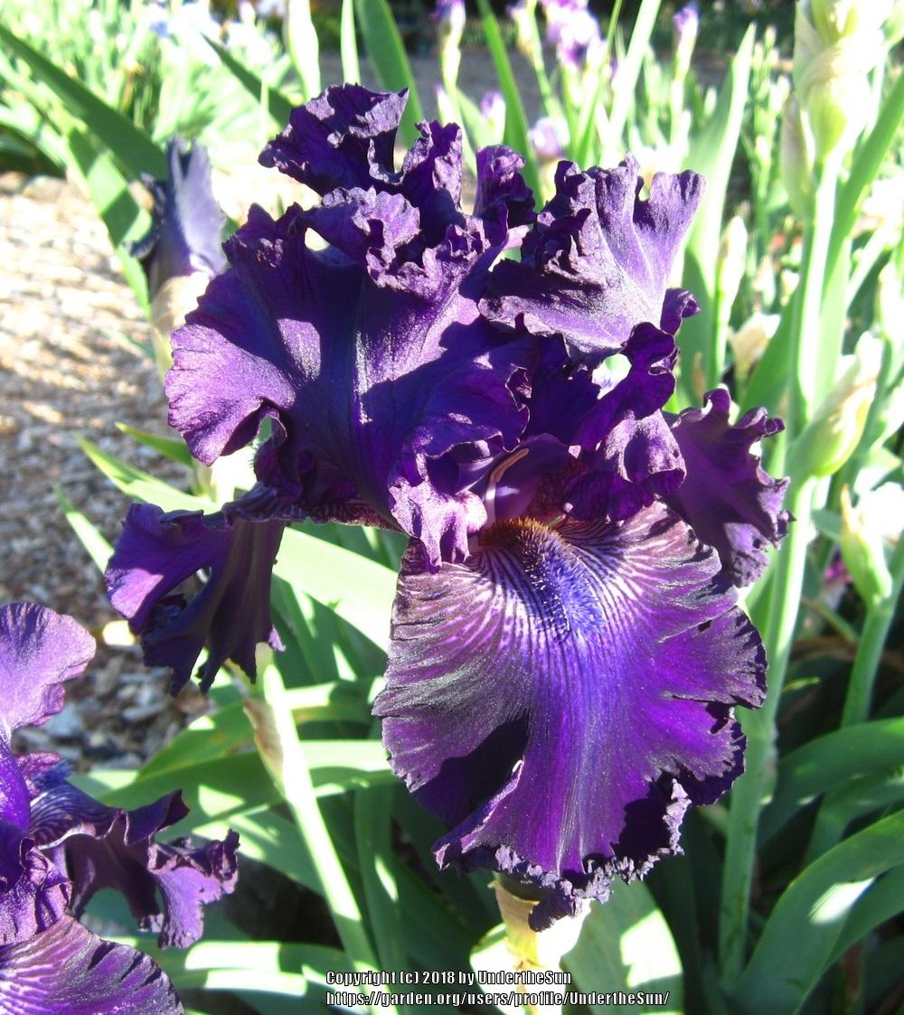 Photo of Tall Bearded Iris (Iris 'Hollywood Nights') uploaded by UndertheSun