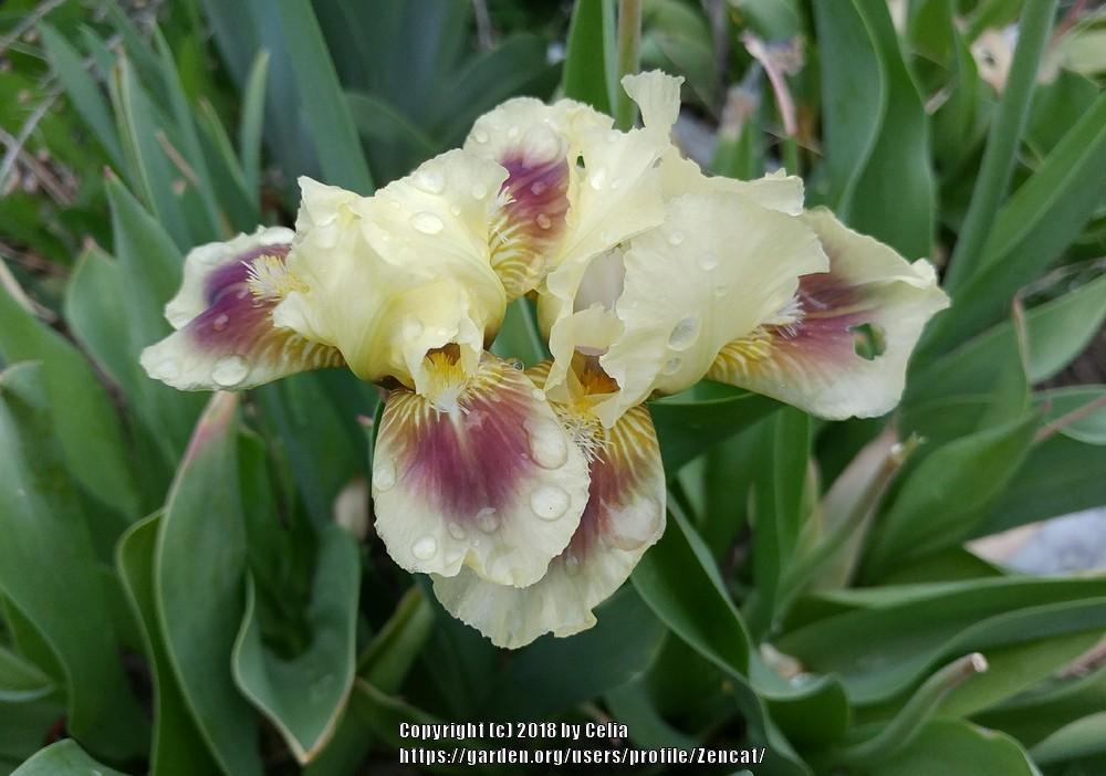 Photo of Standard Dwarf Bearded Iris (Iris 'Pippi Longstockings') uploaded by Zencat