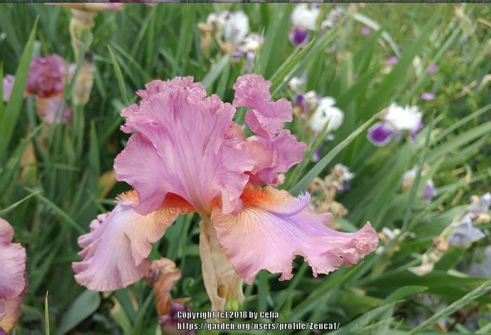 Photo of Tall Bearded Iris (Iris 'Fangnificent') uploaded by Zencat