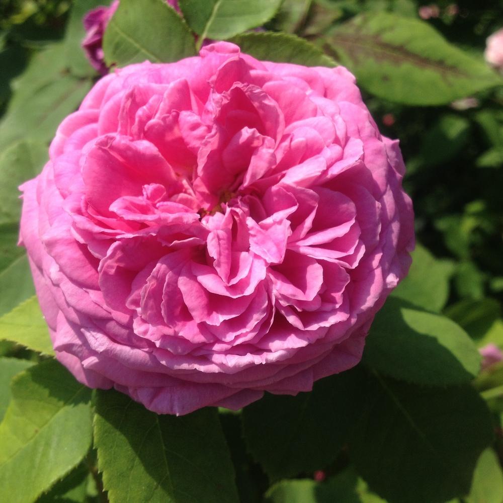 Photo of Rose (Rosa 'Baronne Prevost') uploaded by csandt