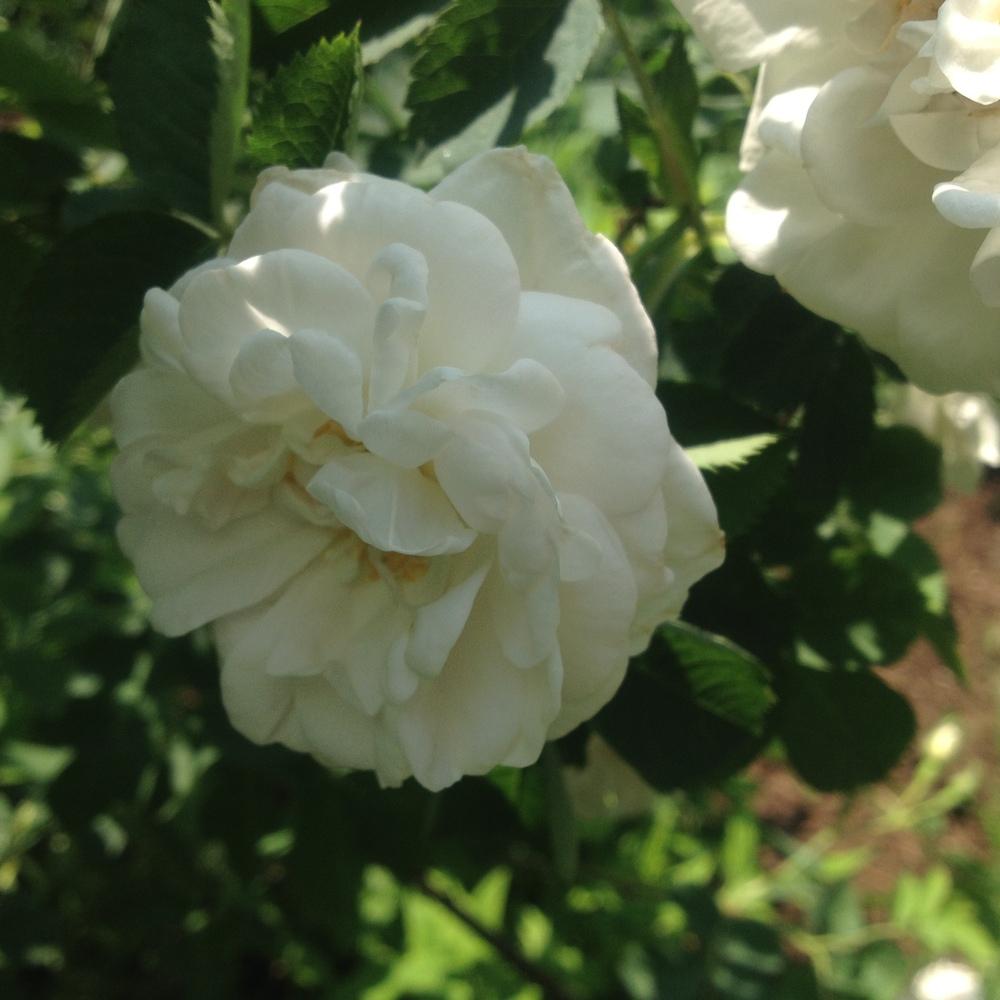 Photo of Rose (Rosa 'Alba Semi-plena') uploaded by csandt