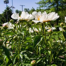 Location: Clinton, Michigan 49236
Date: 2018-05-31
"Paeonia 'Krinkled White', 2018 photo, (3-SL-W) lactiflora cultiv
