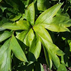 Location: Clinton, Michigan 49236
Date: 2018-05-31
"Paeonia 'Garden Treasure', 2018 photo, (3-SD-Y) Itoh Hybrid Peon