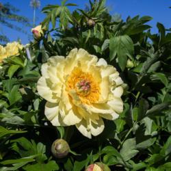 Location: Clinton, Michigan 49236
Date: 2018-05-31
"Paeonia 'Garden Treasure', 2018 photo, (3-SD-Y) Itoh Hybrid Peon