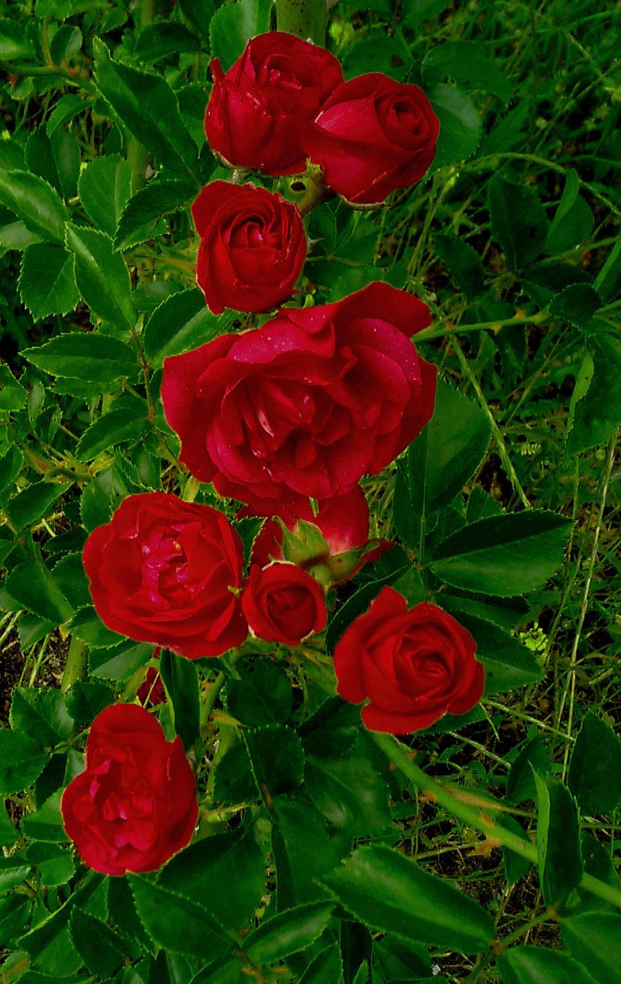 Photo of Rose (Rosa 'Crimson Rambler') uploaded by manueldalmeida