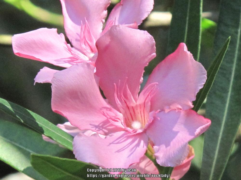 Photo of Oleanders (Nerium oleander) uploaded by rocklady