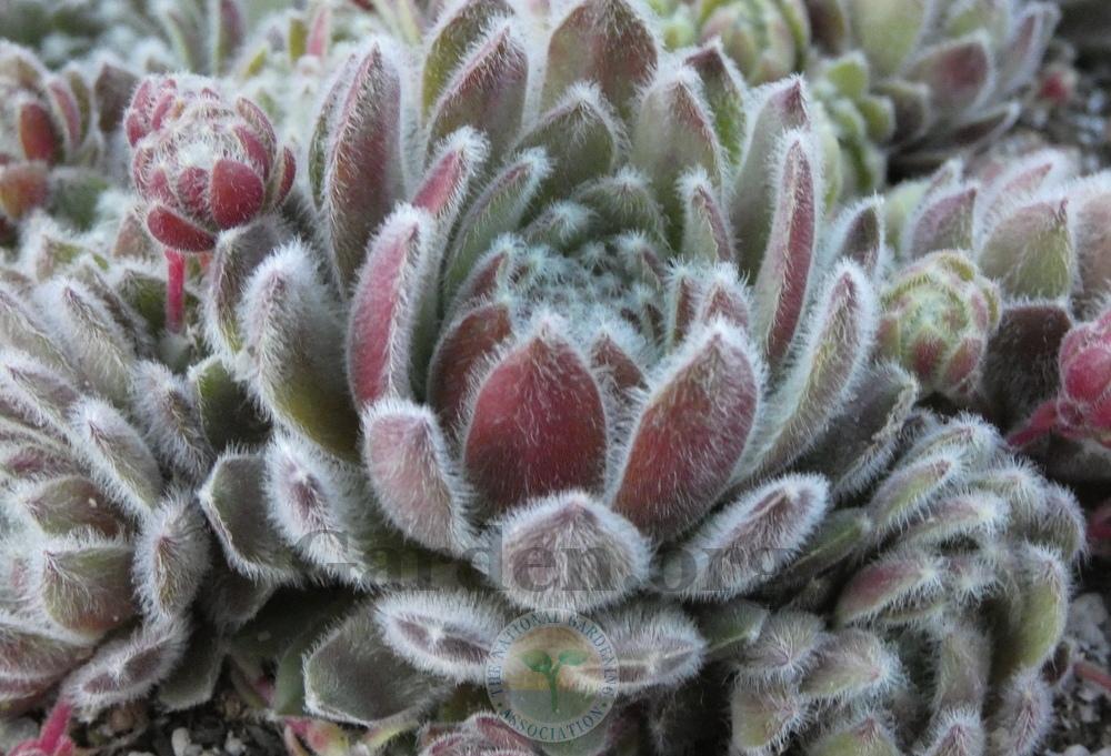 Photo of Hen and Chicks (Sempervivum 'Silver Thaw') uploaded by springcolor