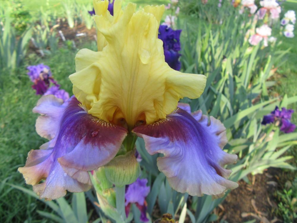 Photo of Tall Bearded Iris (Iris 'Gypsy Lady') uploaded by tveguy3