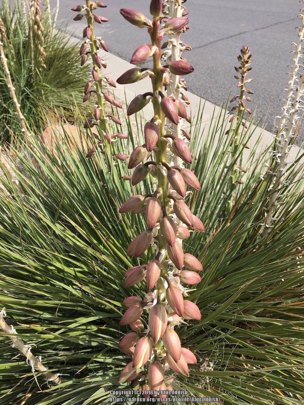 Photo of Soapweed (Yucca glauca) uploaded by BlueOddish