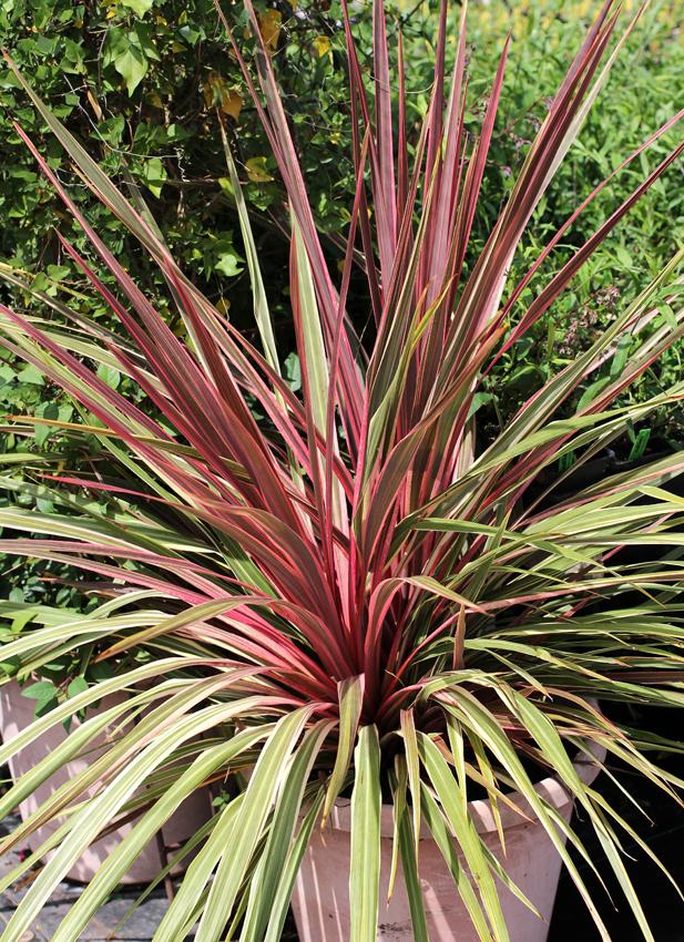 Photo of Cabbage Tree (Cordyline australis Dance™  Can Can) uploaded by Calif_Sue
