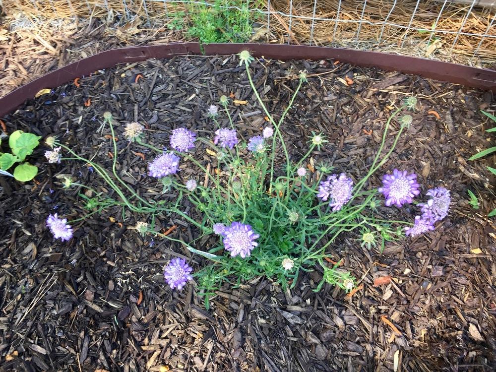 Photo of Pincushion Flower (Scabiosa) uploaded by Gardentherapy