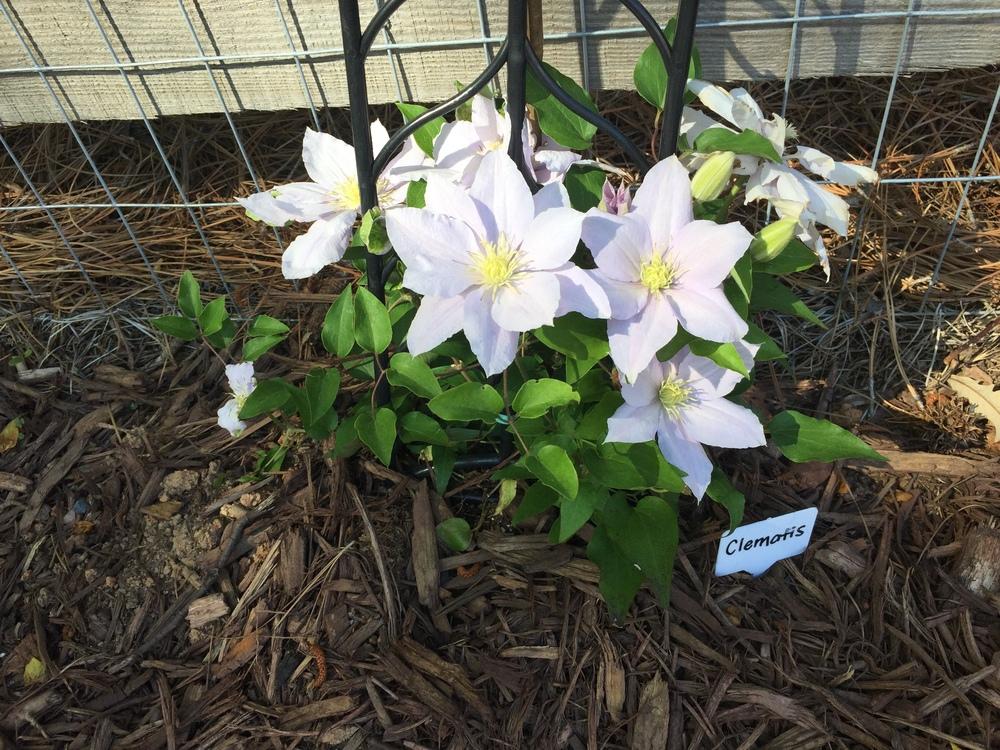 Photo of Clematis uploaded by Gardentherapy
