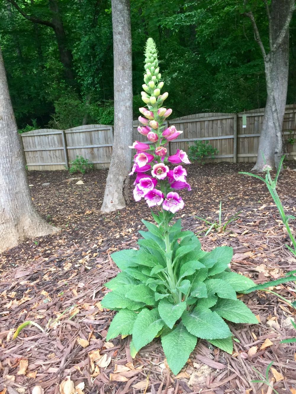 Photo of Foxgloves (Digitalis) uploaded by Gardentherapy