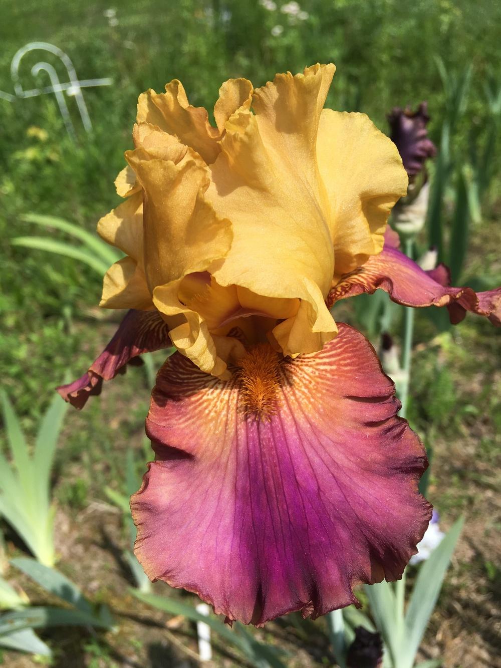 Photo of Tall Bearded Iris (Iris 'Class Clown') uploaded by Lbsmitty