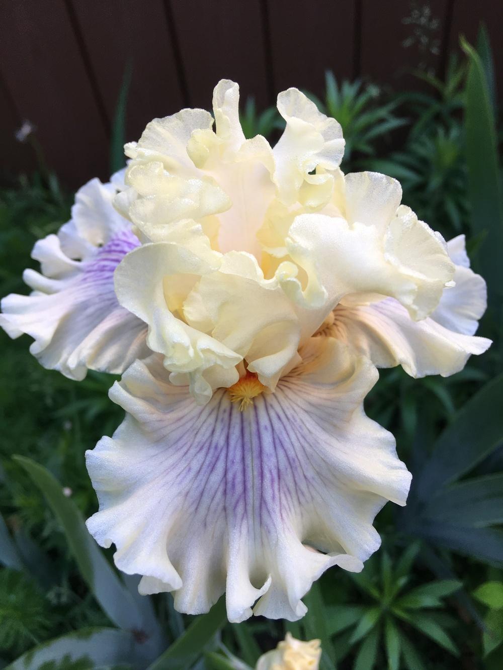 Photo of Tall Bearded Iris (Iris 'Matters of the Heart') uploaded by Lbsmitty