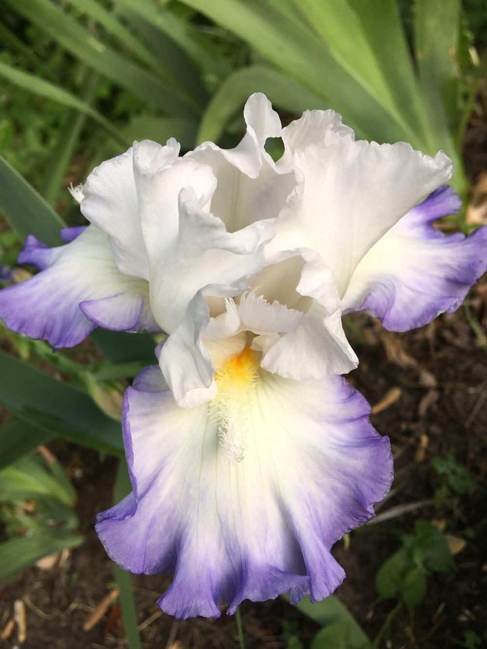 Photo of Tall Bearded Iris (Iris 'Grand Circle') uploaded by Lbsmitty
