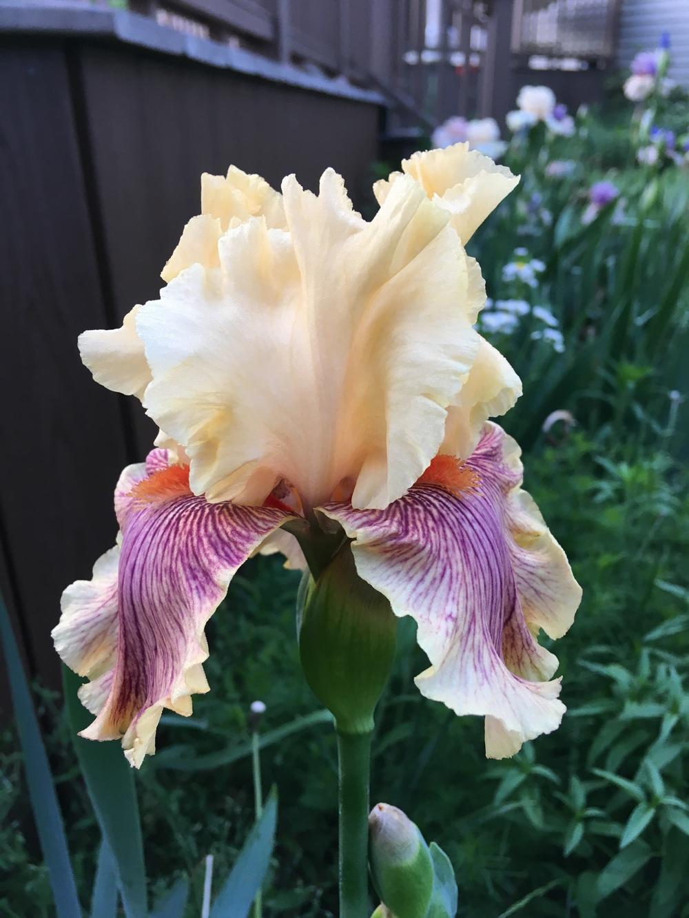 Photo of Tall Bearded Iris (Iris 'Jeanne Clay Plank') uploaded by Lbsmitty