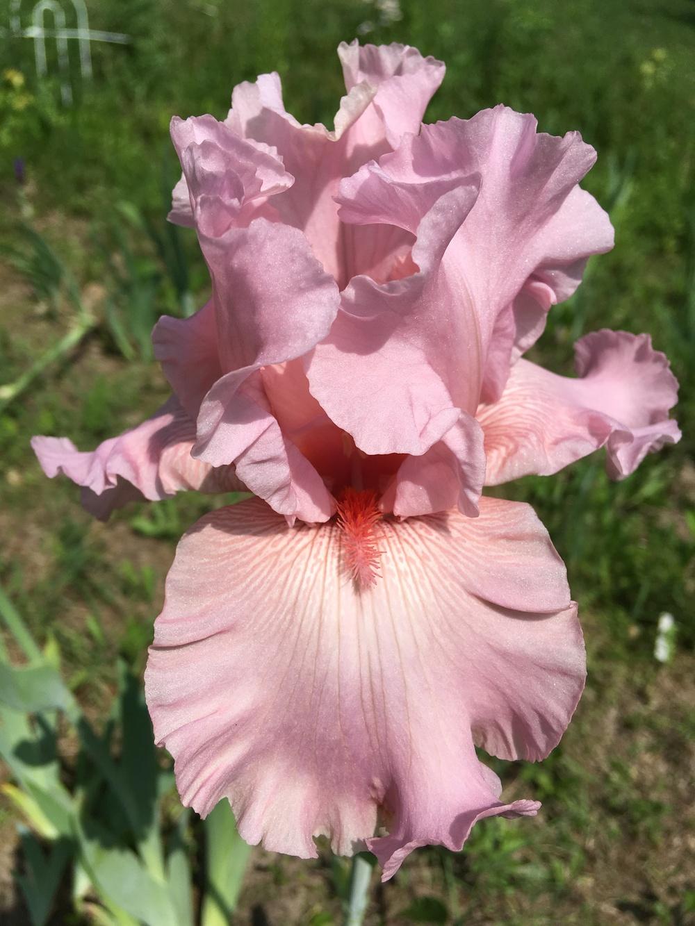 Photo of Tall Bearded Iris (Iris 'Star Appeal') uploaded by Lbsmitty
