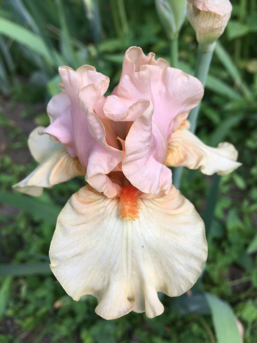 Photo of Border Bearded Iris (Iris 'Bundle of Love') uploaded by Lbsmitty
