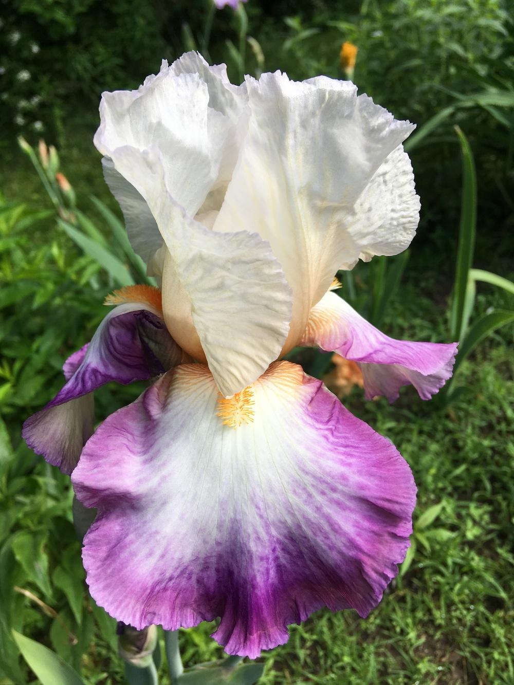 Photo of Tall Bearded Iris (Iris 'Bold Fashion') uploaded by Lbsmitty