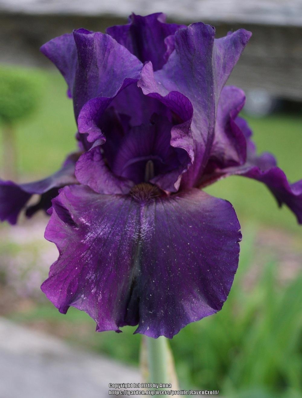 Photo of Tall Bearded Iris (Iris 'Ghost Train') uploaded by RavenCroft