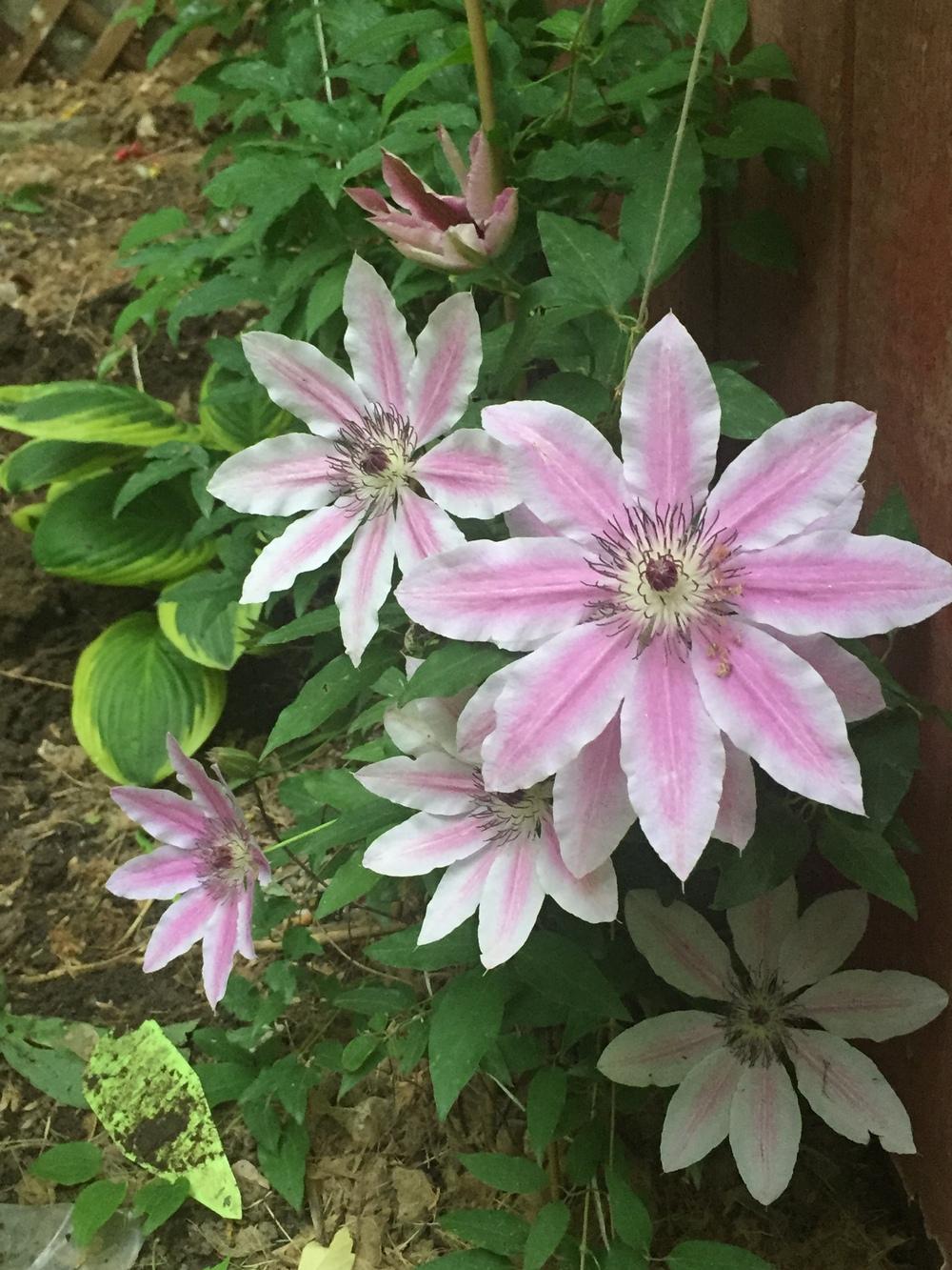 Photo of Clematis 'Nelly Moser' uploaded by SpringGreenThumb
