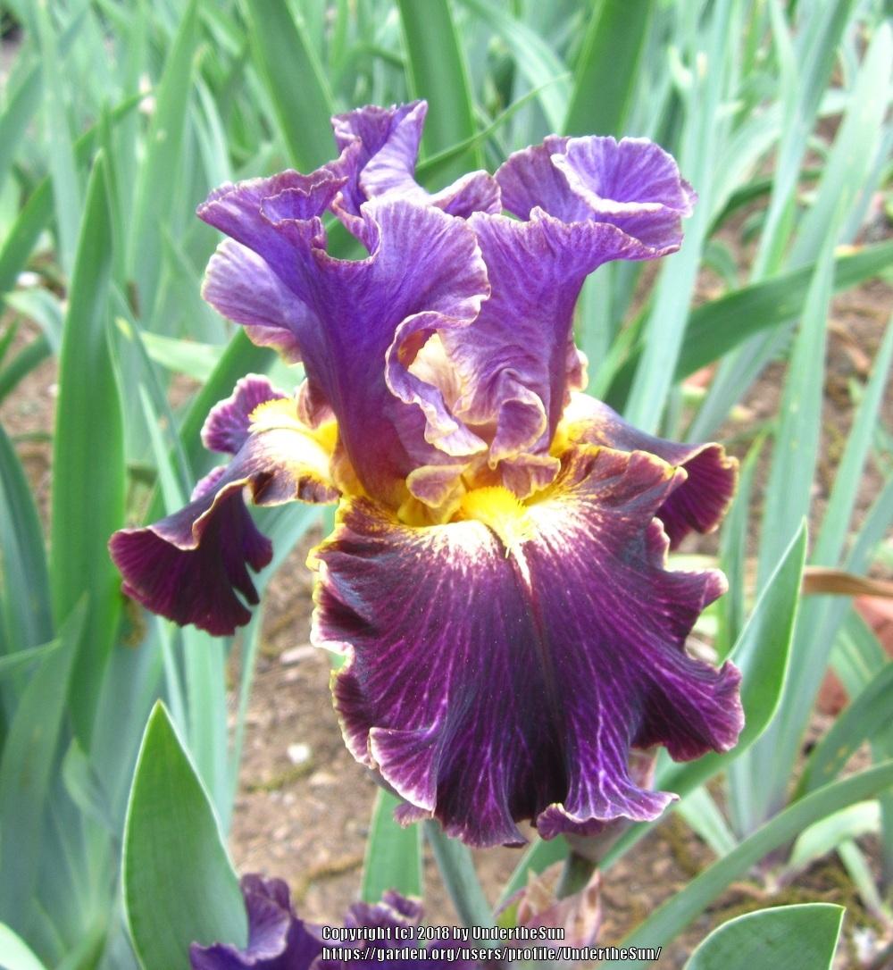 Photo of Border Bearded Iris (Iris 'Enlightened') uploaded by UndertheSun