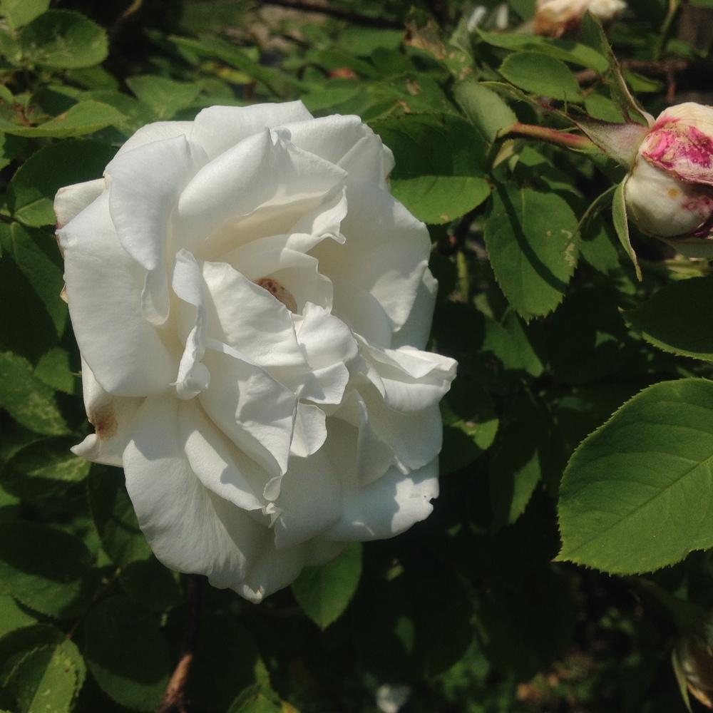 Photo of Rose (Rosa 'Frau Karl Druschki') uploaded by csandt