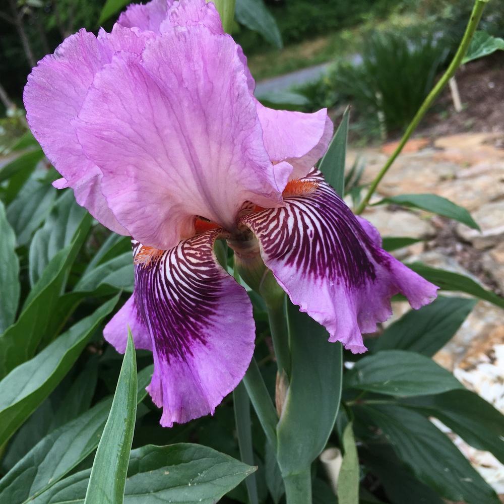 Photo of Tall Bearded Iris (Iris 'Plum Pretty Whiskers') uploaded by csandt