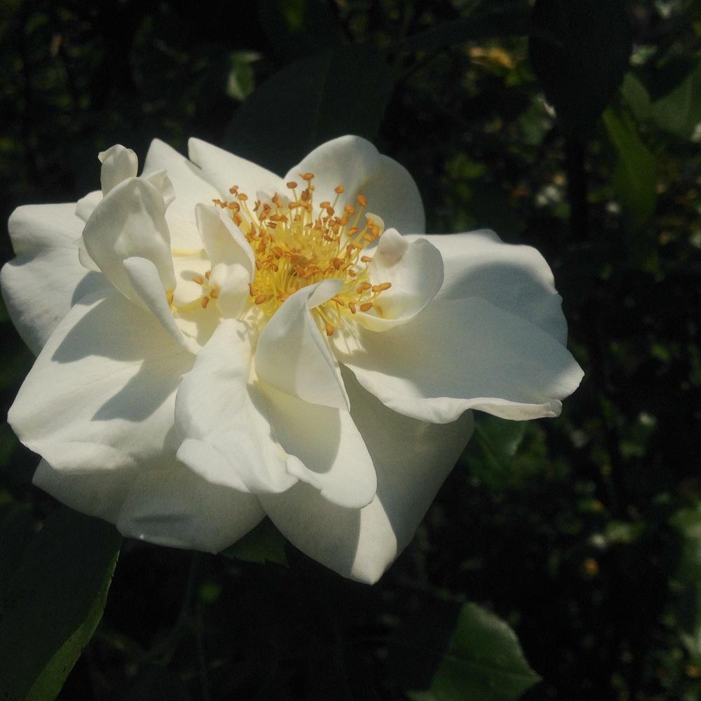 Photo of Rose (Rosa 'Silver Moon') uploaded by csandt