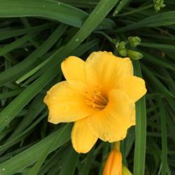 Location: My garden, Pequea, Pennsylvania USA
Date: 2018-05-31
First bloom of the season.