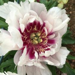 Location: My garden, Pequea, Pennsylvania USA
Date: 2018-05-31
Last Cora Louise bloom of the season.