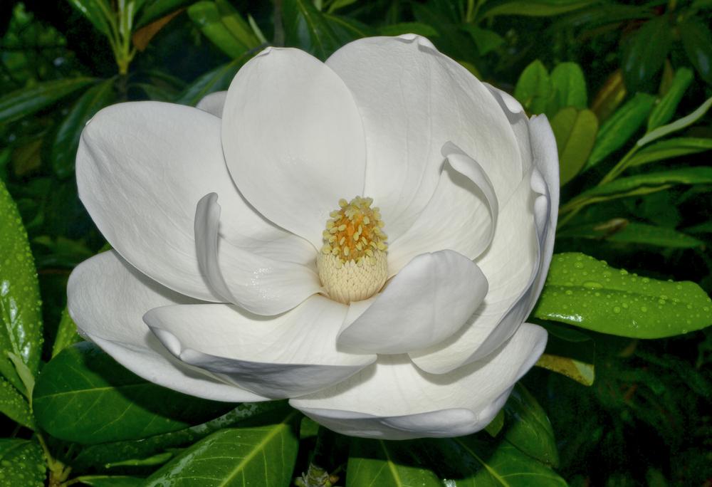 Photo of Southern Magnolia (Magnolia grandiflora) uploaded by dawiz1753